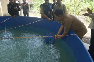 Dongkrak Produktivitas Lele, Pemkab Gunungkidul Terapkan Teknologi Bioflok di Ponjong