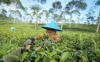 Peduli Buruh Teh Pagilaran, FKG UGM Fasilitasi Pemasangan Gigi Tiruan Gratis di Batang