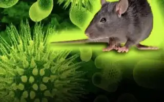 WHO Nyatakan Wabah Virus Hanta di Kapal MV Hondius Berakhir, Risiko Penularan Terputus