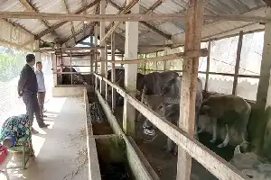 Kisah Sukses Trieu Thoi: Mengoptimalkan Potensi Peternakan Kerbau dengan Sistem Integrasi Pertanian