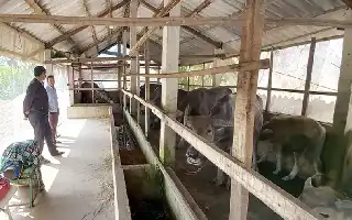 Kisah Sukses Trieu Thoi: Mengoptimalkan Potensi Peternakan Kerbau dengan Sistem Integrasi Pertanian