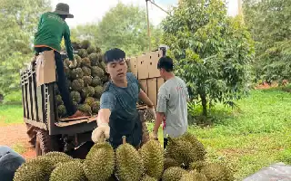 Gejolak Harga Durian di Vietnam: Petani dan Eksportir Hadapi Ketidakpastian Pasar