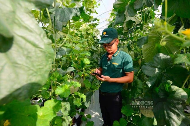 Modernisasi Sektor Pertanian Vietnam: Akselerasi Teknologi untuk Nilai Tambah Global