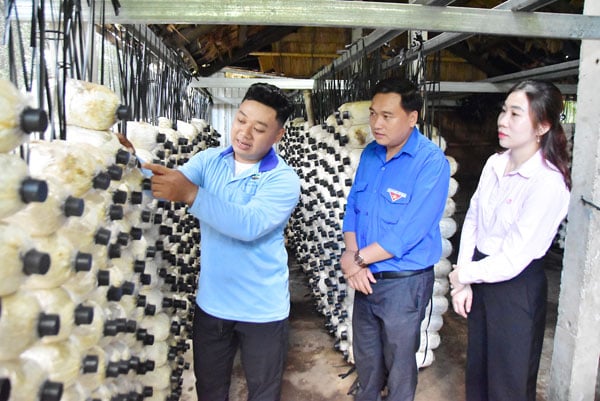 Inovasi Budidaya Jamur Berbasis Teknologi Buka Peluang Ekonomi bagi Pemuda Lokal