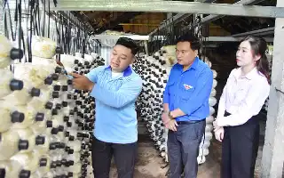Inovasi Budidaya Jamur Berbasis Teknologi Buka Peluang Ekonomi bagi Pemuda Lokal