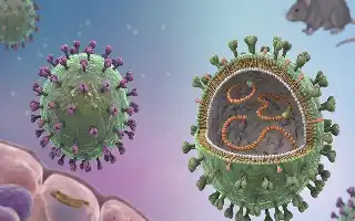 Wabah Hantavirus di Kapal Pesiar MV Hondius Dinyatakan Berakhir oleh WHO