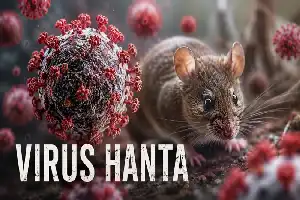 Kemenkes Imbau Kewaspadaan Dini Terhadap Virus Hanta Pasca Kasus di Kapal Pesiar