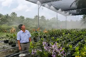 Modernisasi Pertanian di Cu Lao Dung: Sukses Budidaya Anggrek dengan Sistem Irigasi Cerdas