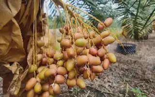 Transformasi Insinyur IT: Mengubah Lahan Delta Mekong Menjadi Kebun Kurma Red Barhee