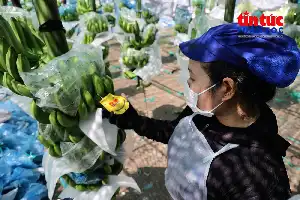 Transformasi Digital: Kunci Modernisasi Rantai Pasokan dan Keamanan Pangan