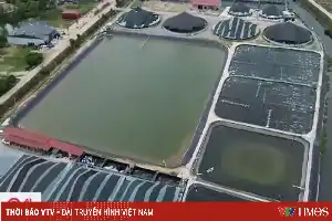 Modernisasi Tambak: Digitalisasi Dongkrak Produktivitas Budidaya Udang di Thanh Hoa