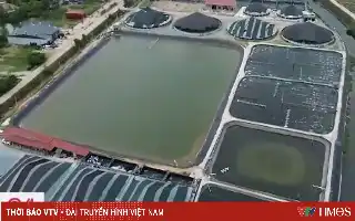 Modernisasi Tambak: Digitalisasi Dongkrak Produktivitas Budidaya Udang di Thanh Hoa