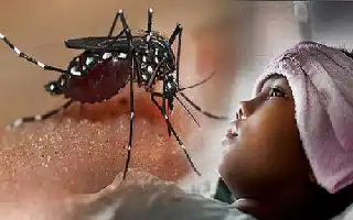 Waspada Demam Berdarah di Pekanbaru: 534 Warga Terjangkit, Satu Pasien Meninggal Dunia