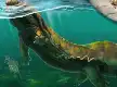 Mengungkap Limnospondylus ajimuensis, Spesies Salamander Raksasa Purba Baru Asal Jepang