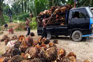 Harga TBS Sawit Swadaya Riau Mengalami Kenaikan, Tembus Rp3.936 per Kilogram
