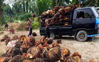 Harga TBS Sawit Swadaya Riau Mengalami Kenaikan, Tembus Rp3.936 per Kilogram
