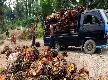 Harga TBS Sawit Swadaya Riau Mengalami Kenaikan, Tembus Rp3.936 per Kilogram