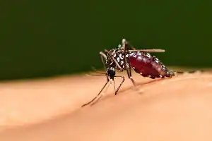 Riset Terbaru Kuak Rahasia Nyamuk Tetap Sehat Meski Membawa Virus Mematikan Seumur Hidup