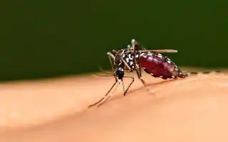 Riset Terbaru Kuak Rahasia Nyamuk Tetap Sehat Meski Membawa Virus Mematikan Seumur Hidup