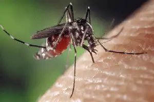 Perkuat Eliminasi Malaria, Dinkes Papua Tengah dan YSBH Gelar Workshop PE 1-2-5 di Nabire