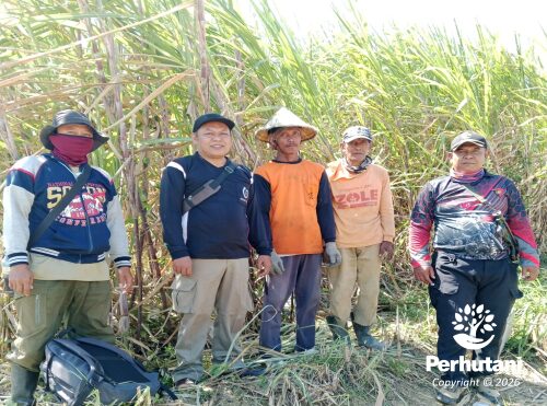 Perhutani KPH Mantingan Tata Ulang Lahan Tebu di Wilayah BKPH Kalinanas