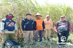 Perhutani KPH Mantingan Tata Ulang Lahan Tebu di Wilayah BKPH Kalinanas