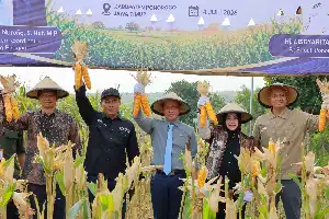 Dorong Swasembada, Kemenko Pangan dan Bayer Perkuat Produktivitas Jagung di Ponorogo