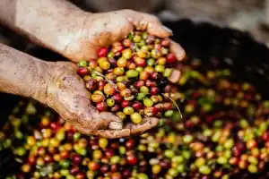 Pemanfaatan Live Shopping Dorong Pertumbuhan Sakha Coffee dan Serap Ratusan Pekerja
