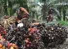 Potensi Melimpah, Limbah Tandan Kosong Kelapa Sawit Kini Disulap Jadi Produk Bernilai Tinggi