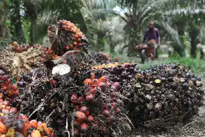 Potensi Melimpah, Limbah Tandan Kosong Kelapa Sawit Kini Disulap Jadi Produk Bernilai Tinggi