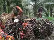 Potensi Melimpah, Limbah Tandan Kosong Kelapa Sawit Kini Disulap Jadi Produk Bernilai Tinggi