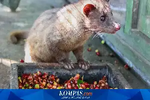 Ahli Peringatkan Risiko Penyakit Zoonosis di Balik Industri Kopi Luwak yang Bernilai Fantastis