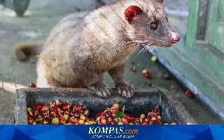 Ahli Peringatkan Risiko Penyakit Zoonosis di Balik Industri Kopi Luwak yang Bernilai Fantastis
