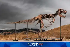 Lelang Fosil T-Rex 'Gus' Senilai Rp542 Miliar Picu Polemik Akses Sains