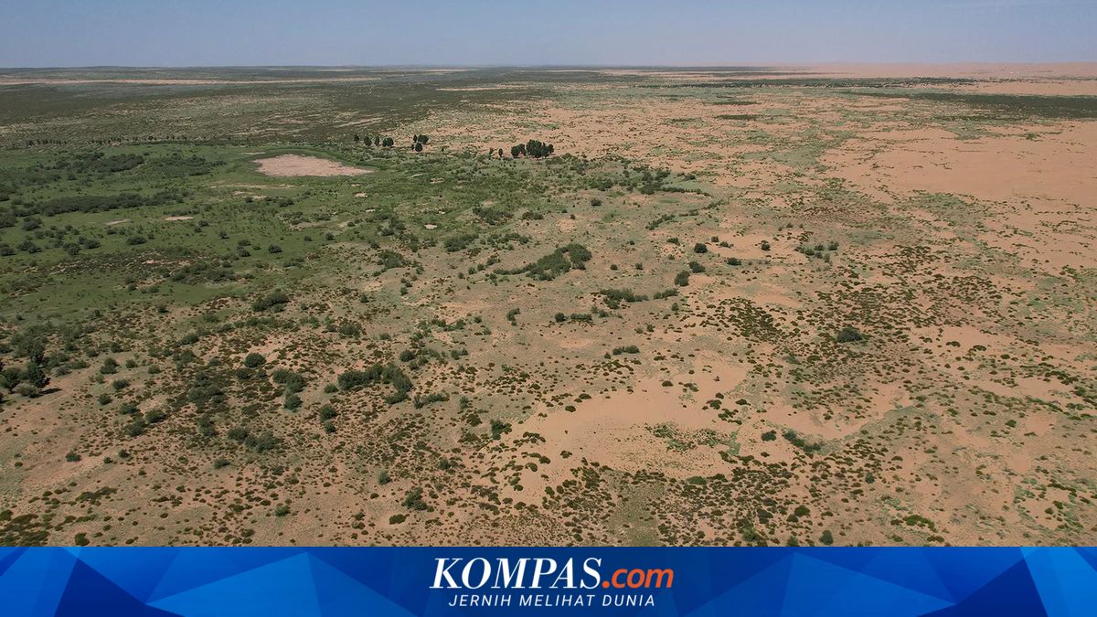 Studi Ungkap Proyek Tembok Hijau China Pacu Pertumbuhan Pohon Lebih Cepat dari Hutan Alami