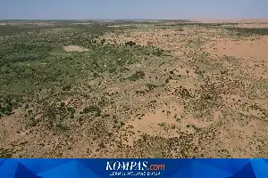 Studi Ungkap Proyek Tembok Hijau China Pacu Pertumbuhan Pohon Lebih Cepat dari Hutan Alami