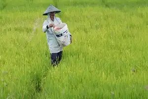 Studi: Kampanye Kesehatan Lebih Manjur Tekan Emisi Pertanian ketimbang Isu Perubahan Iklim