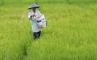 Studi: Kampanye Kesehatan Lebih Manjur Tekan Emisi Pertanian ketimbang Isu Perubahan Iklim
