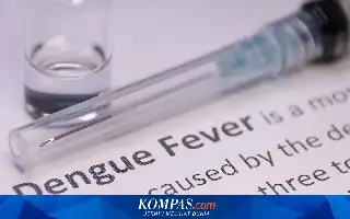 Kejar Target Nol Kematian Dengue 2030, Pemerintah Perluas Penggunaan Nyamuk Wolbachia