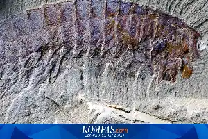 Fosil Berusia 518 Juta Tahun di China Ungkap Asal-Usul Evolusi Taring Laba-laba