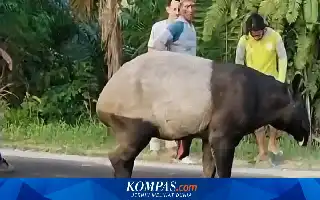 Tragis, Tapir yang Sempat Viral di Jalinsum Mesuji Berakhir Disembelih Warga