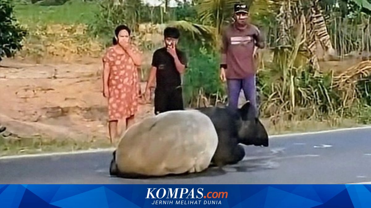 Kasus Perburuan Satwa Dilindungi di Mesuji: Empat Pelaku Diringkus, Dua Masih Buron