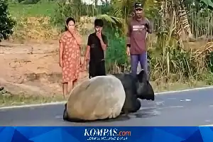 Kasus Perburuan Satwa Dilindungi di Mesuji: Empat Pelaku Diringkus, Dua Masih Buron
