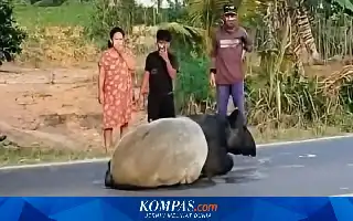 Kasus Perburuan Satwa Dilindungi di Mesuji: Empat Pelaku Diringkus, Dua Masih Buron