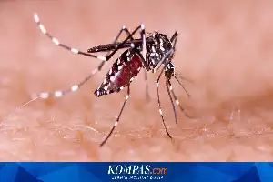 Tahun Ajaran Baru Dimulai, Waspadai Ancaman Demam Berdarah Dengue pada Anak Sepanjang Tahun