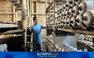 Dongkrak Ekonomi Lewat Budidaya Jamur Tiram Ramah Lingkungan di Pangandaran