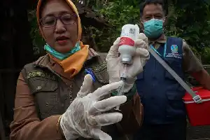 Stok Vaksin PMK Menipis, Dinas Pertanian Kulon Progo Ajukan Tambahan Dosis ke Pusat