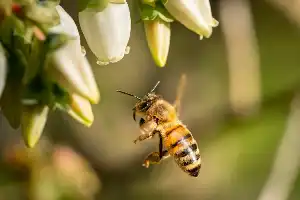 Ancaman Wabah Tungau Varroa di Australia: Peringatan Dini bagi Ketahanan Pangan Indonesia