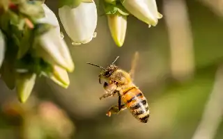 Ancaman Wabah Tungau Varroa di Australia: Peringatan Dini bagi Ketahanan Pangan Indonesia