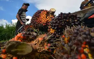 Dorong Hilirisasi Sawit, BPDP Optimalkan Peran UMKM dalam Rantai Industri Nasional